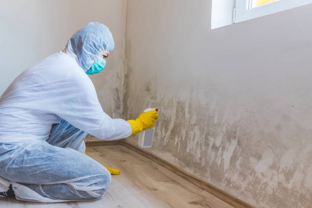 Licensed Mold Cleanup service in Lyons, GA - WQB Mold Removal