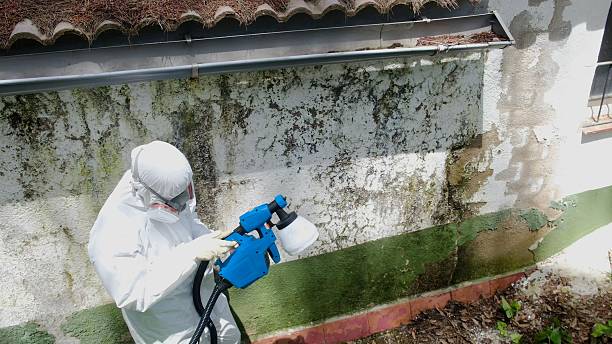 Top rated local Mold Cleanup specialists in Lyons, GA